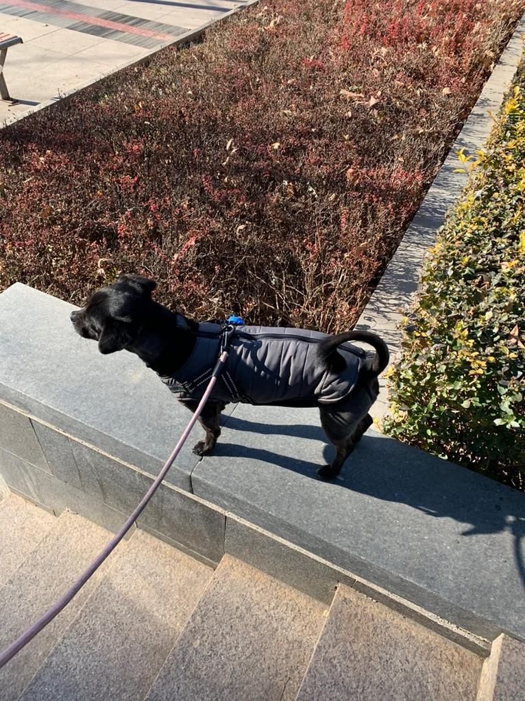ASMPET Dog Warm Dog Pet Cotton with Open for Extra and Medium Chest Clothes, Autumn/Winter Wear, Clothing, Coat, Windproof, Warm, Lightweight,