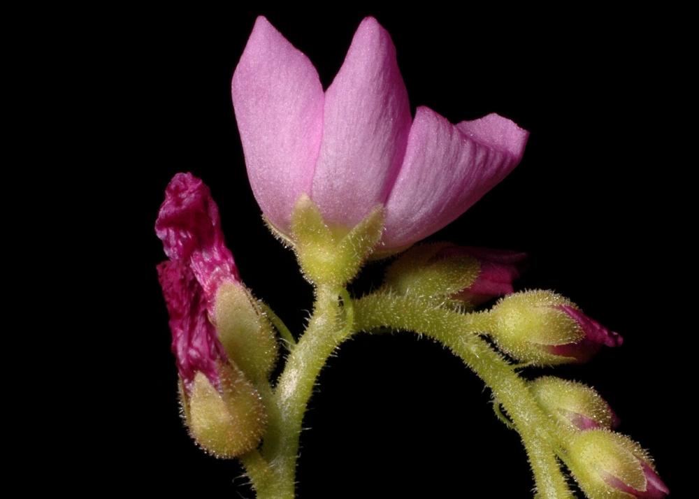 SAFLAX African Sundew - 200 Seeds - With Potting Substrate for Better Cultivation - Drosera Capensis