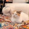 Bohemian Style Sofa Cushion Thick One-piece Anti Slip Sofa Cover Autumn Winter Soft Mat Window Sill Cushion Multi-purpose All Season Universal Cover