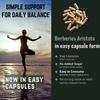 Organic Berberies Aristata Root 500 mg apoia a saúde do coração 60 cápsulas NÃO-OGM