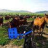 Horse Grazing Muzzle Comfort Lined Heavy Duty Waffle Nylon Equestrian Equipment with Hook and Loop Fastener Halter