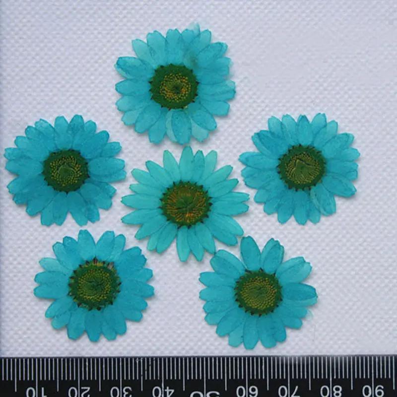 Pressed Flowers for Home Decoration, White Chrysanthemum, Bulk Packing, 1000PCs