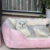 Bed For Cat Pet Products Cushions Kitten Good Comfortable Dog House Supplies Things Accessory Basket Warm House Beds For Winter