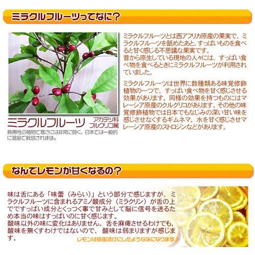 Miracle Fruit (5 pieces) (3 bags)