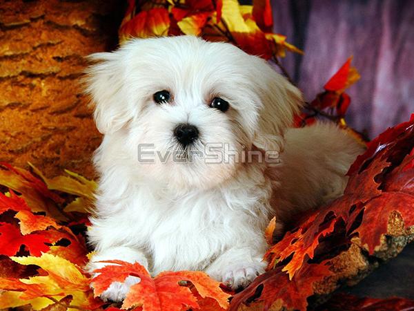 Diamond Painting Dog Full Square Round Diamond Výšivka Animal Rhinestones Pictures Crafts Kit