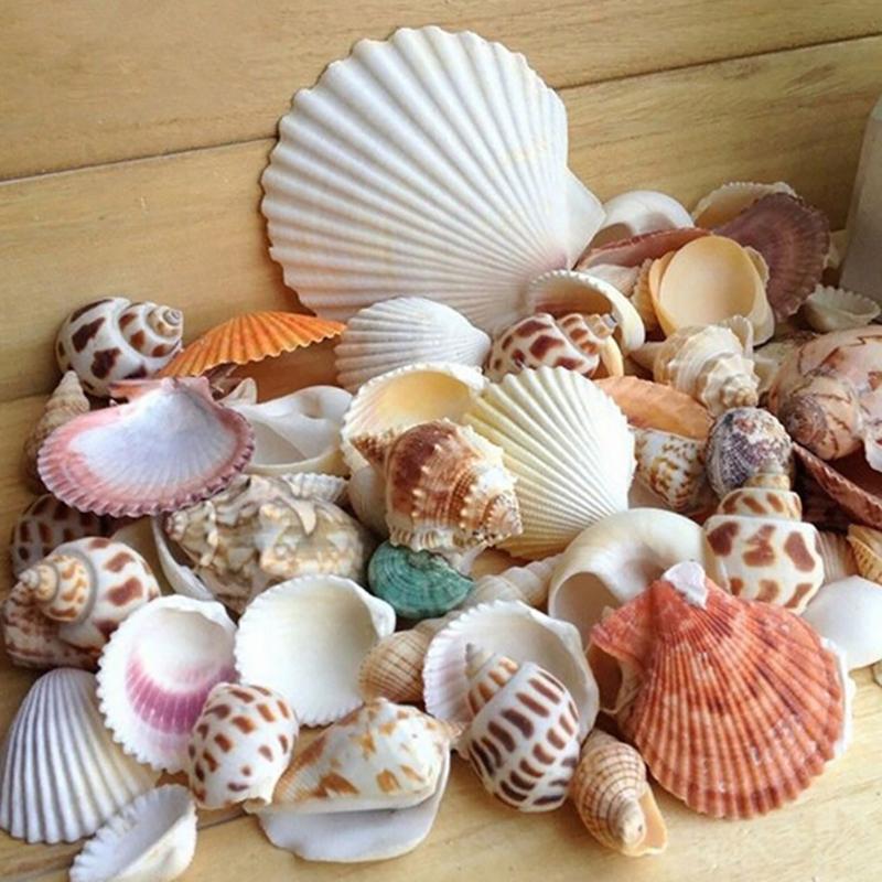 Conchiglie Marine Naturali 100 Pezzi - Per Decorazione, Artigianato E Acquari | Miscellanea - Foto 11