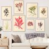 Nordic Retro Art Plant Evolution Popular Science Demonstration Canvas Painting Living Room Corridor Poster Home Decoration Mural No Frame