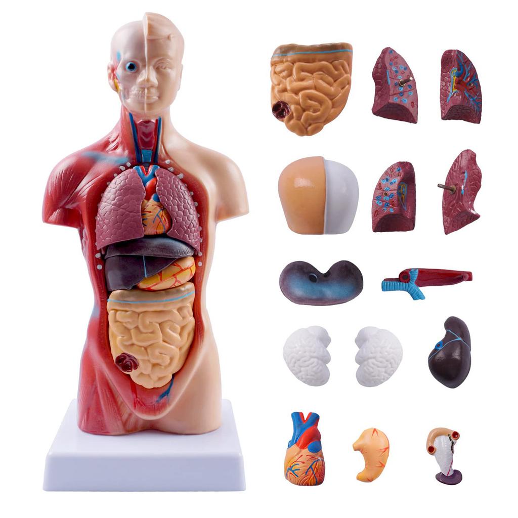 Human Body Model Kit 26CM Detachable Torso 45CM Skeleton Model Heart Anatomical Kit for Medical Teaching