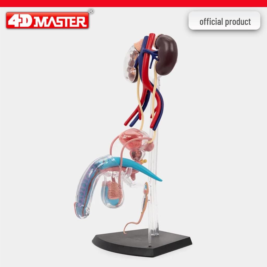 4D Knee Joint Ligament Anatomy Model for Medical Teaching