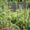 Plant Support Clips Plastic Vine Ties for Home Tomato Cucumber Gardening Use