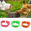 100pcs Adjustable Chicken Leg Rings Poultry Number Tags Duck Supplies Green