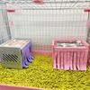 3pcs Guinea Pig Dutch Pig Corner Hiding House High and Low Bed Tassel Door Curtain New Pet Furniture Door Curtain Cute Tassel