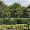 Jardinagem – Cercas, treliças e portôes