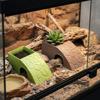 Anti Drowning Reptile Feeding Box With Moss Tray Water Dispenser  Pet Breeding