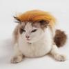 Eye-catching Cat Yellow Wig Novelty Polyester Pet Cosplay Hat DIY Trimming Adjustable Cat Funny Props Photography Props