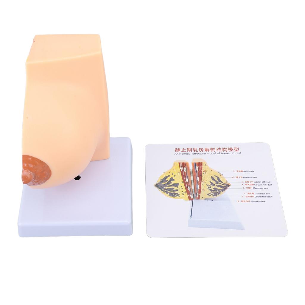 Human Female Anatomical Chest Model PVC Quiescent Chest Anatomy Model for Display Medicine Teaching