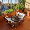 Felt Pet Rocking Chair Wear-Resistant Cat Scratch Board Pet Furniture Pet Rocker Bed  Indoor