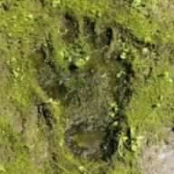 

CD CRO-MAGNONS - The Cro-magnons BVCR18083 BMG, Happy Song 2006 Japan ObiJapanese Pop/Rock Used