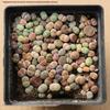 Rare Lithops Succulent Pot: Diverse Colors & Varieties