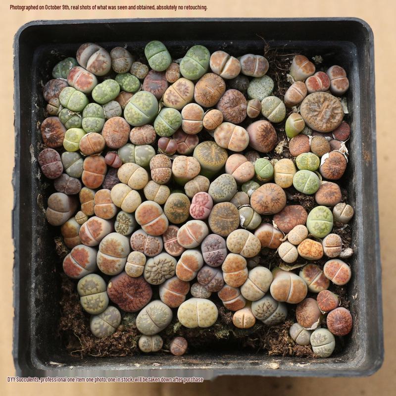 Rare Lithops Succulent Pot: Diverse Colors & Varieties