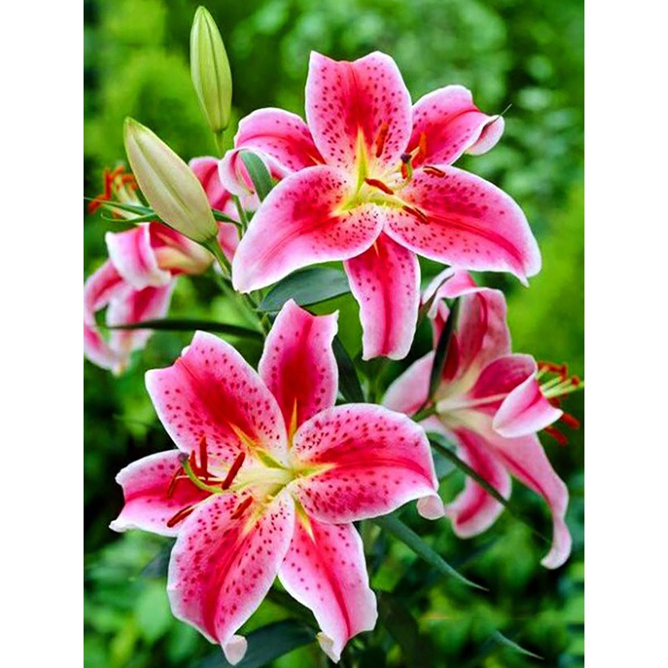 

Алмазная живопись 5d Цветочная мандала Мозаика Рукоделие Полные наборы Вышивка Распродажа Цветочный Домашний декор Искусство и ремесла Round 30x40cm