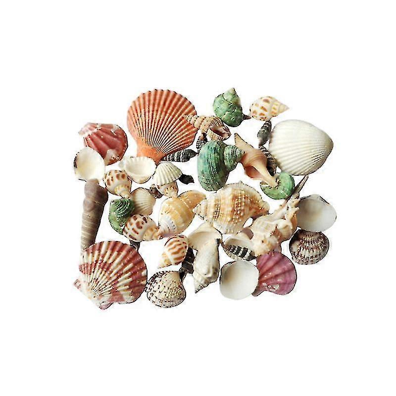1pack Natural Shell Ornaments NIUNIU