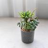 Green Simulation Succulent Flowerpotted Table Potted Fake Flower Bonsai  Desktop Ornament