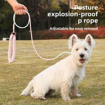 Cani – Collari e guinzagli per cani