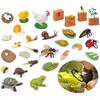 Mini Animal Life Cycle Home Desktop Decoration Biomimetic Plant Animal Growth Cycle Model Set School Biology Teaching Tools TMZ