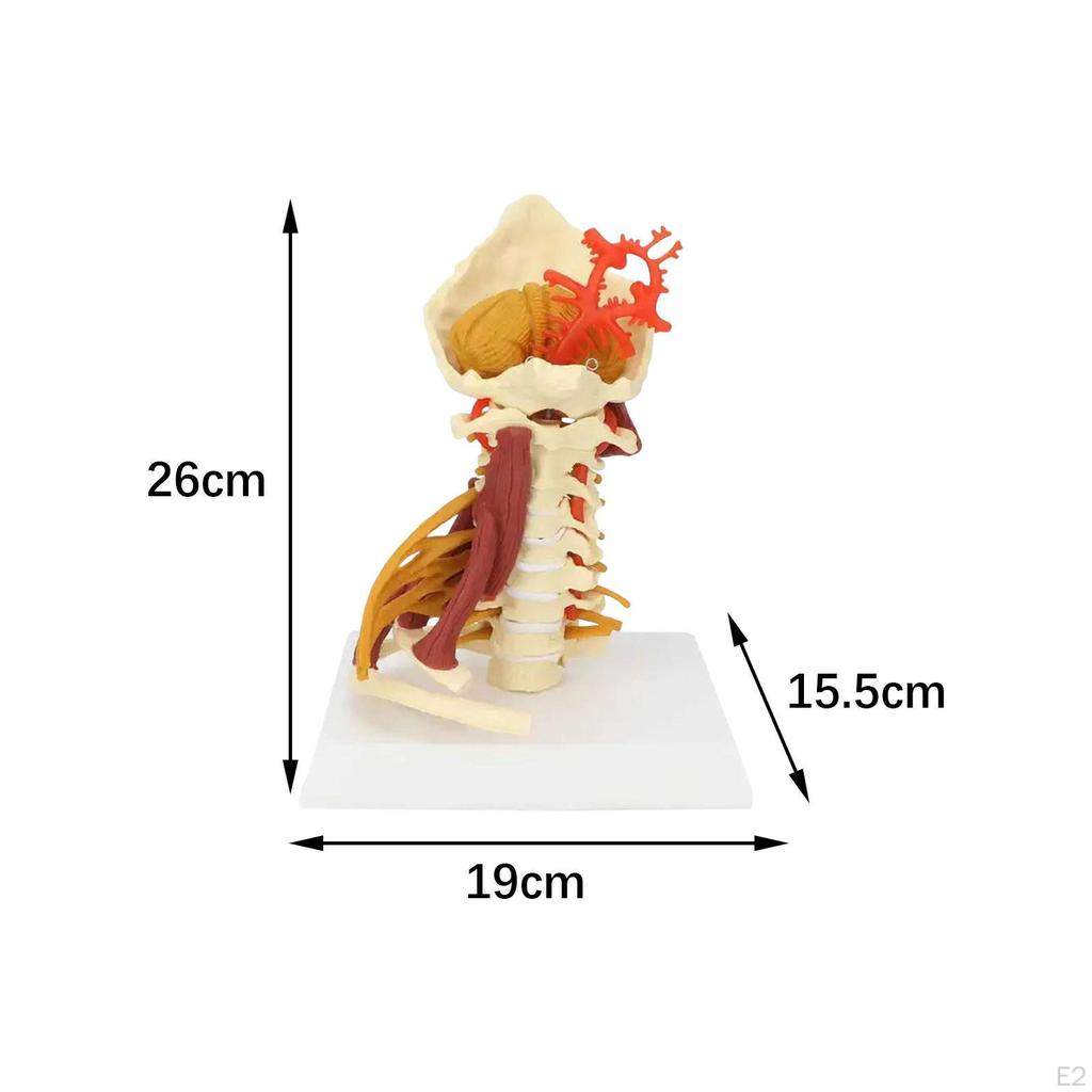Spine Model,Cervical Vertebra Vertebrae Insertion Points Lumbar Column,Education Nerves Arteries