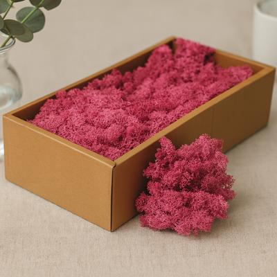 Reindeer Moss Pink 500g Preserved