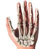 Hand Bone Realistic Skeleton Hand Plastic Plastic Fake Human Hand Bone  Halloween