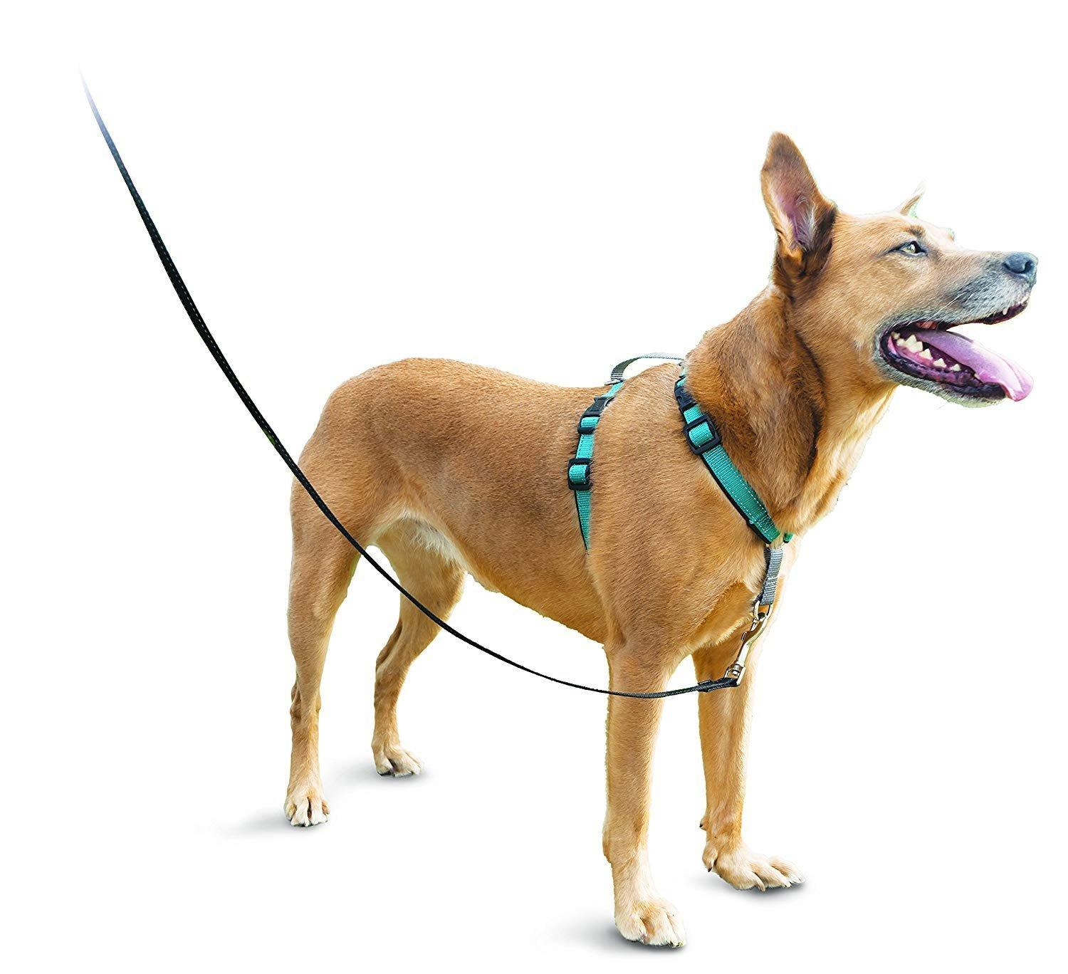 

PetSafe 3-in-1 Dog Harness, Teal (Green), Size Medium
