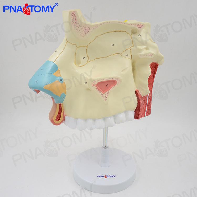 Nasal Cavity Anatomy Model for ENT & Respiratory Education 53 x 38 x 13 cm