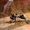 Creative Metal Animal Incense Burner Small Alloying Ant Turtle Frog Snail Stick Incense Holder Home Decoration Teahouse Ornament