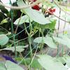 Rete da Arrampicata per Piante a 9 Fili per Cetrioli, Rampicanti, Frutta, Verdura, Rete da Supporto Durevole in Nylon