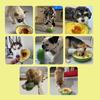 Interactive Dog Treat Dispensing Toy Avocado Shaped Puzzle Slow Feeder Puppy Enrichment Training Toy for Small Medium Large Dogs