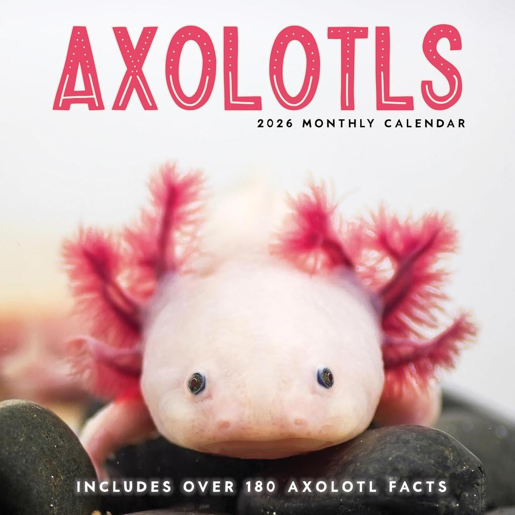 Axolotls 2026 Calendar | 2026 Wall Calendar | Monthly Planner | Planner 2026-2027 | Marble City Press | 12” x 24” | Sustainable | Plastic Free |