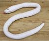 Take Off Snake (Shirohebi) Leucism Plush Toy [with Music Box]