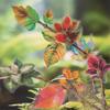 Cusutul și lucrul manual – Scrapbooking