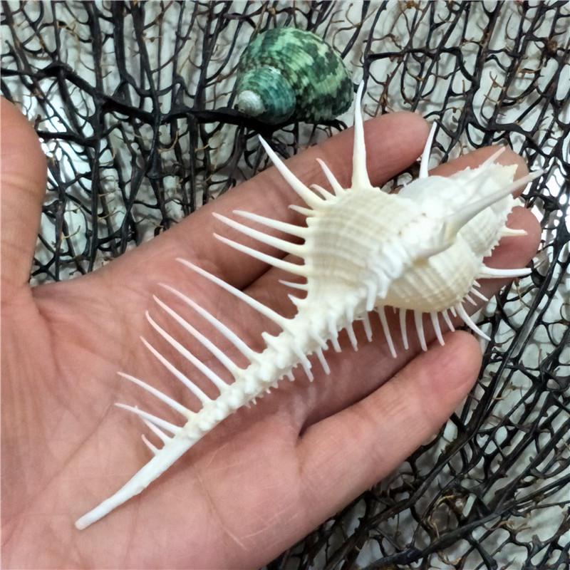Spiked Seashell Decorations for Aquariums and Crafts