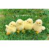 Yoshitoku Riku no Nakama-tachi Plush Toy Chick 180444 15cm Soft Stuffed Animal