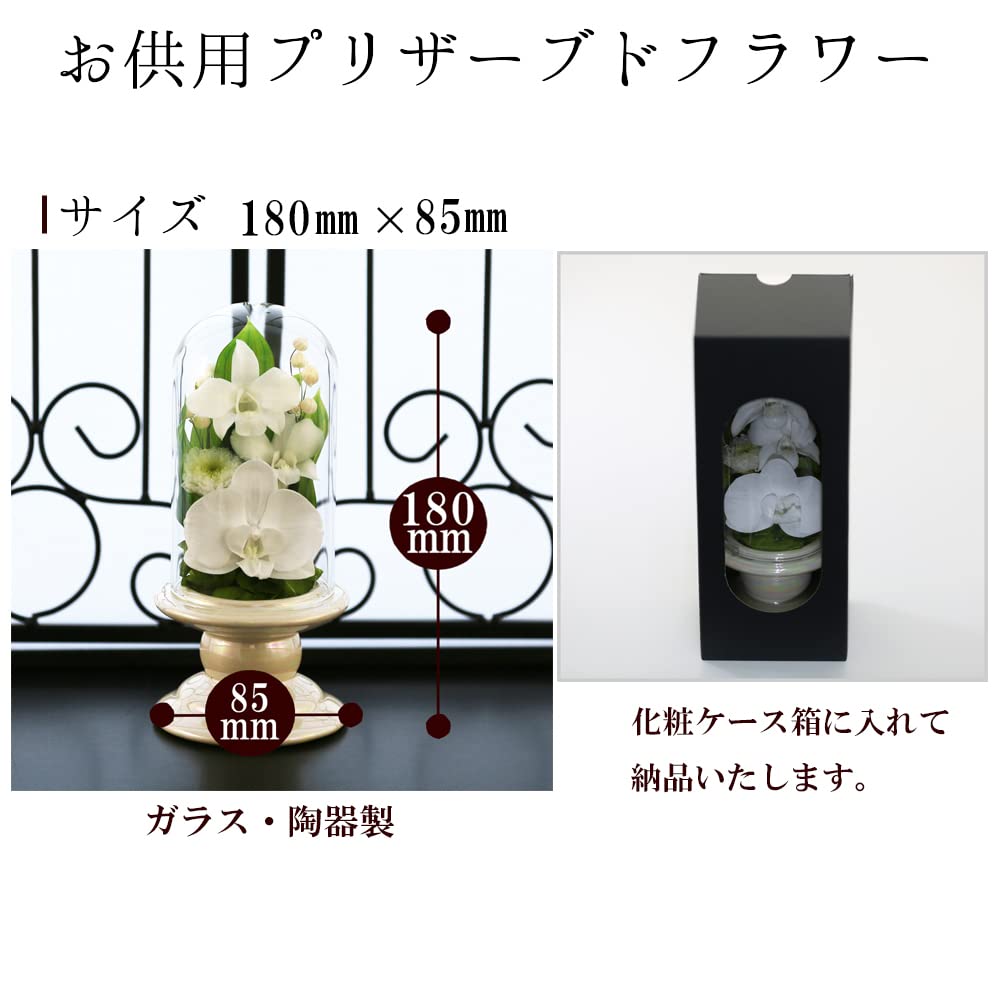 Art for Seasons Buddhist Flowers (White Mini Phalaenopsis Orchid Mini Glass Preserved Flowers)