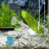 Aquarium with Suction Cup Shrimp Feeder Fish Tank Accessories Fish Feeding Tube Shrimp Feeder Tube