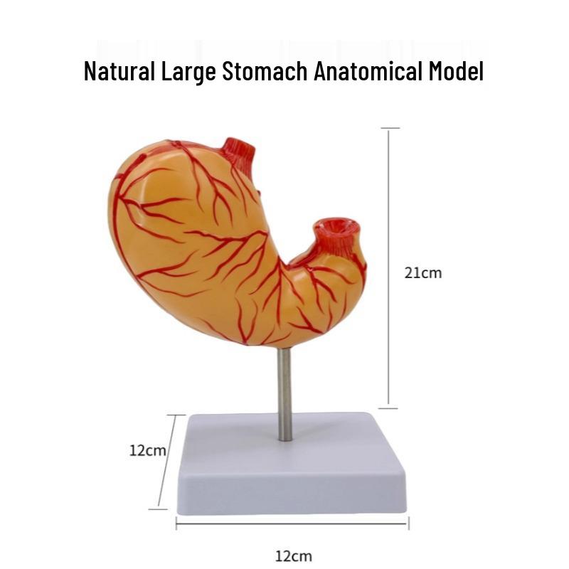 Normal Human Stomach Anatomy Cross-Section Model for Teaching