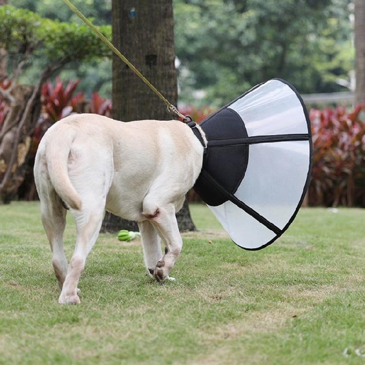 Comfortable Cats Cone Collar for Post Surgery Recovery and Wound Protections