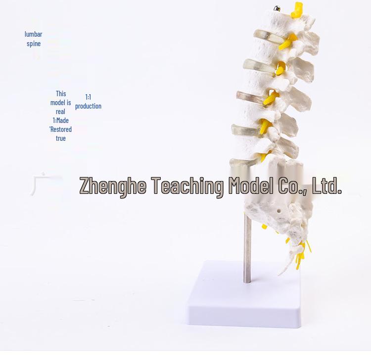 Natural Lumbar Vertebrae with Coccyx Model - Teaching Tool