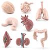 Anatomical Organ Model Toy Set: Intestines, Lungs, Brain, Heart, Liver Ornaments