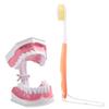 Adult Dental Teeth Model and Toothbrush with Removable High Grade Teeth Teaching Model
