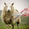 1 Pc Sheep Clipper Sheep Shear Multifunctional Manual Steel Sheep Wool Shear Trimming Scissor with Spring Sheep Scissor